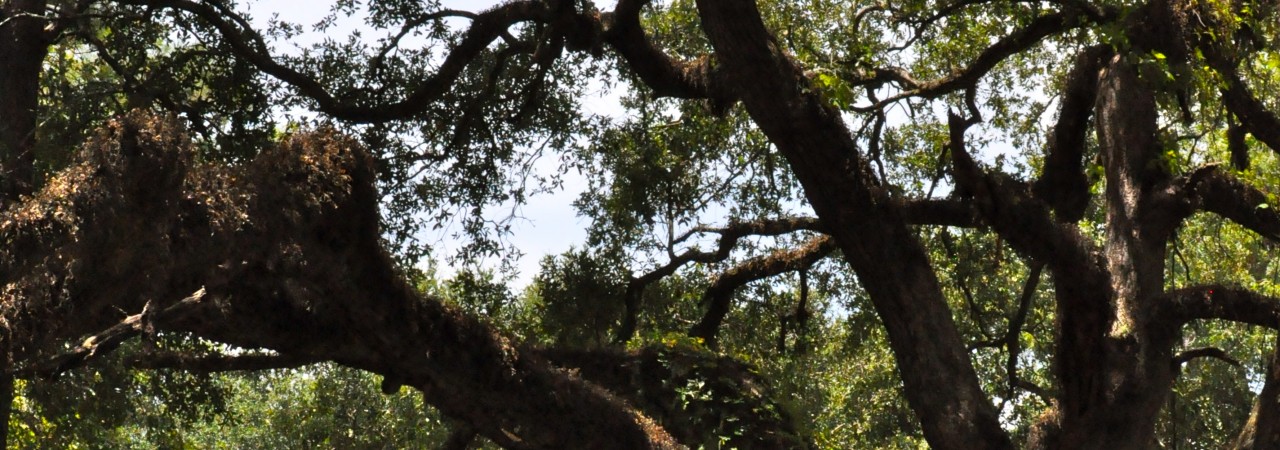 live oak over traditional house